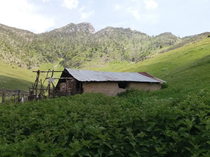 روستای عالی کلا