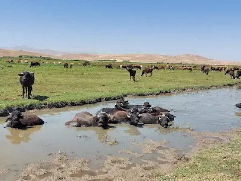 تالاب کانی برازان‎ - تصویر 5