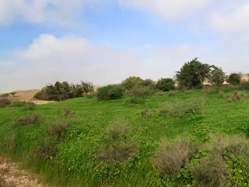 دشت بوخو - تصویر 2