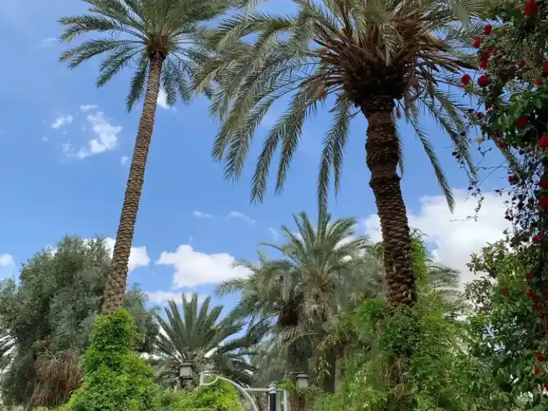 باغ گلشن طبس - تصویر 9