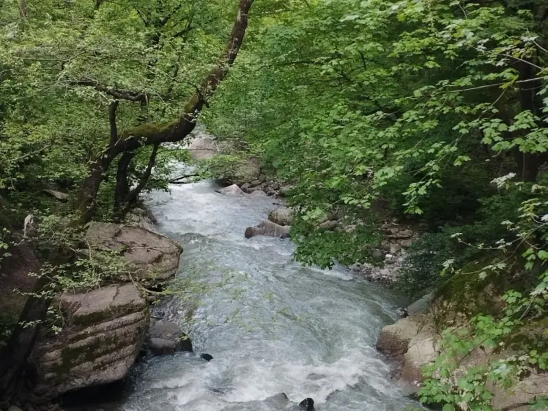 جنگل اسالم - تصویر 4