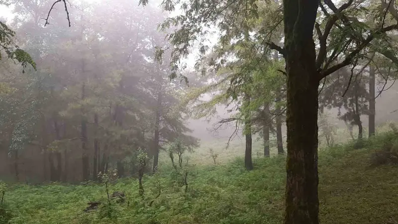 پارک جنگلی جنگسرا - تصویر 1