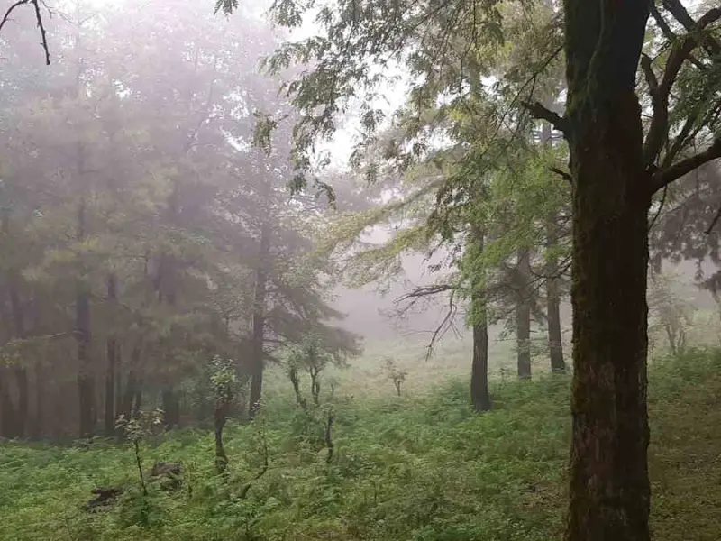 پارک جنگلی جنگسرا - تصویر 1