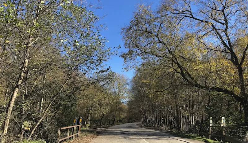 جنگل بونده - تصویر 4