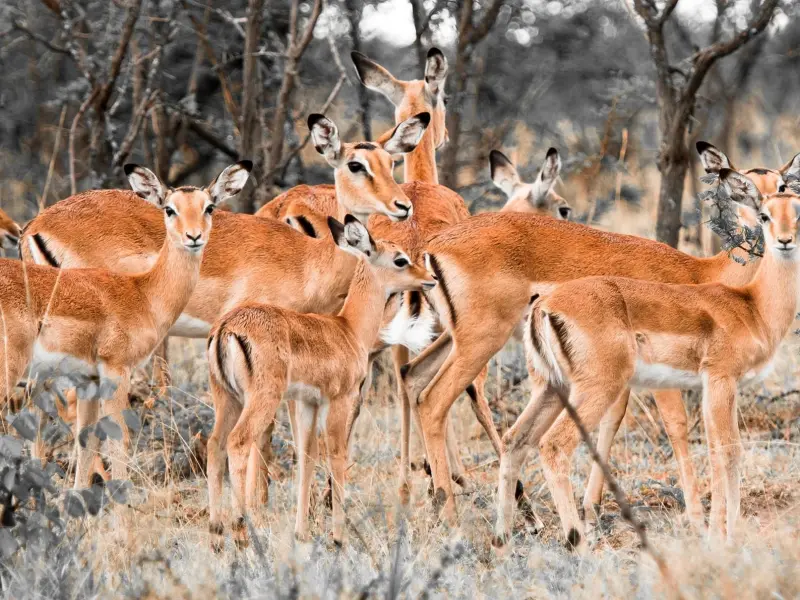 بوستان آهوان کیش