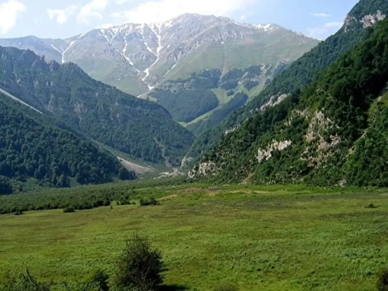 جنگل دیزمار