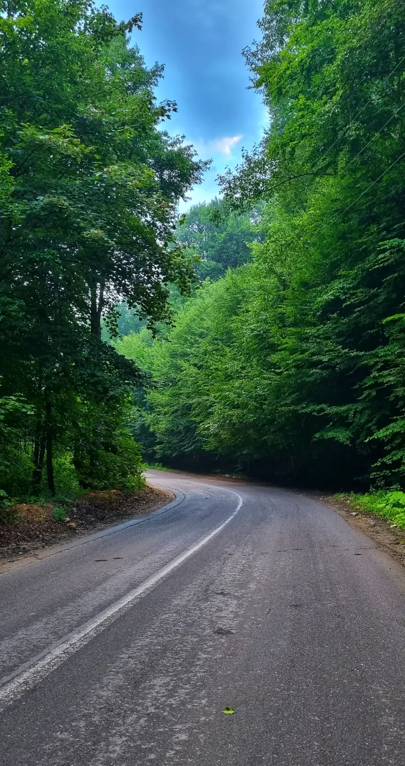 جنگل نرگسی - تصویر 4