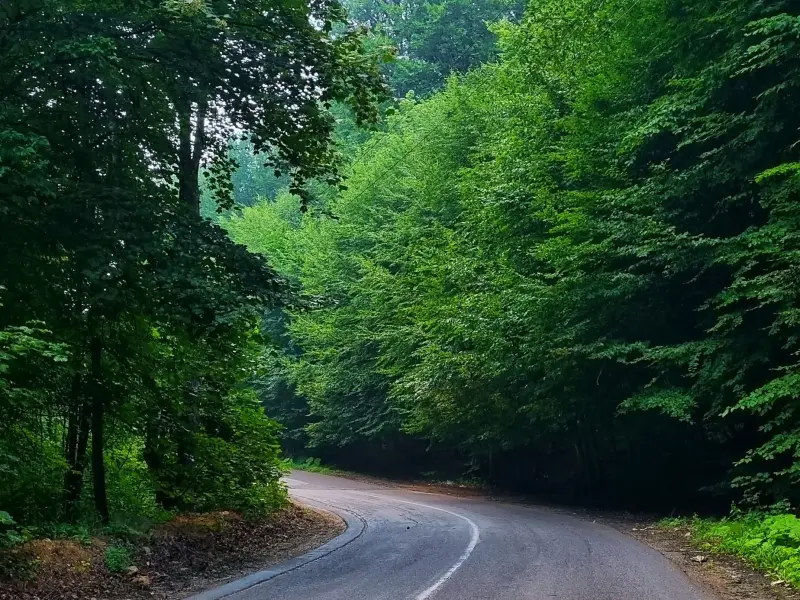 جنگل نرگسی - تصویر 4