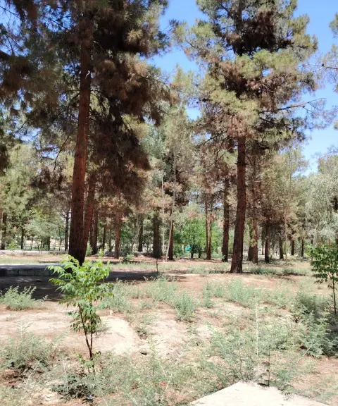 پارک جنگلی سوکان، سمنان