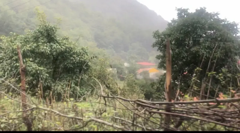 جنگل الیمستان - تصویر 3