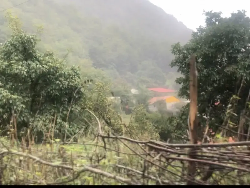 جنگل الیمستان - تصویر 3