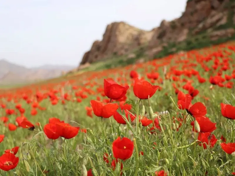 دشت جلفا