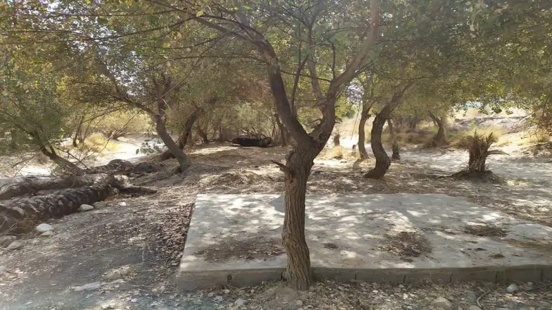 جنگل گلوبردکان - تصویر 5