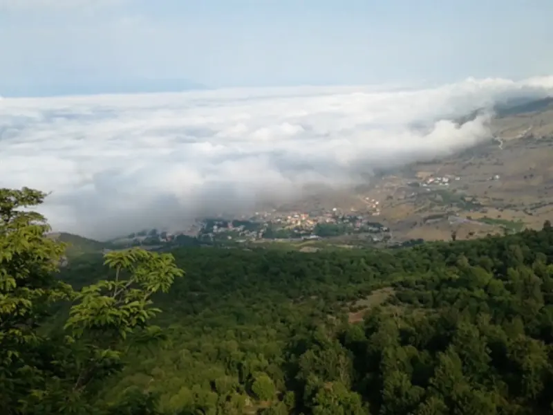 جنگل کجور