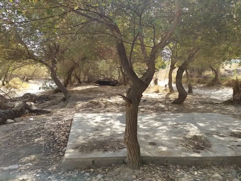 جنگل گلوبردکان - تصویر 5
