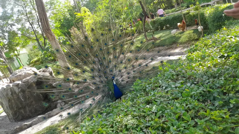 پارک جنگلی ناژوان - تصویر 8
