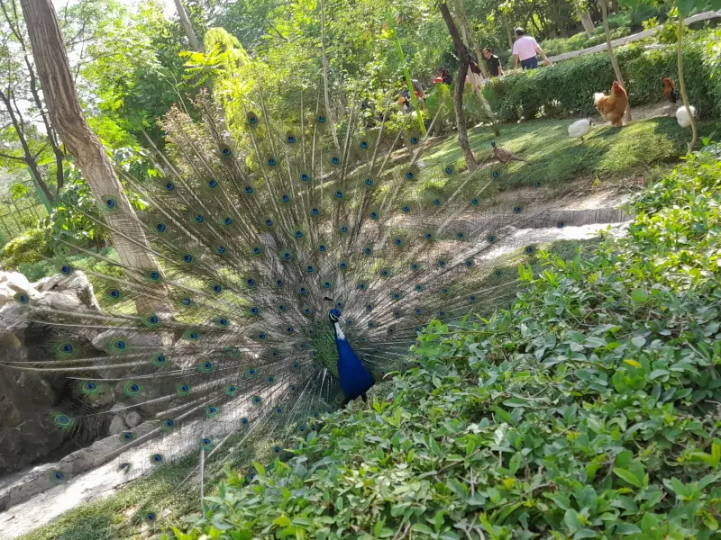 پارک جنگلی ناژوان - تصویر 8