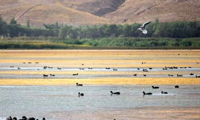 تالاب لنگور - تصویر 2
