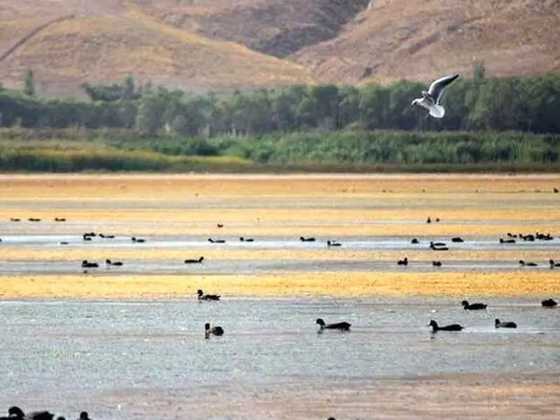 تالاب لنگور - تصویر 2
