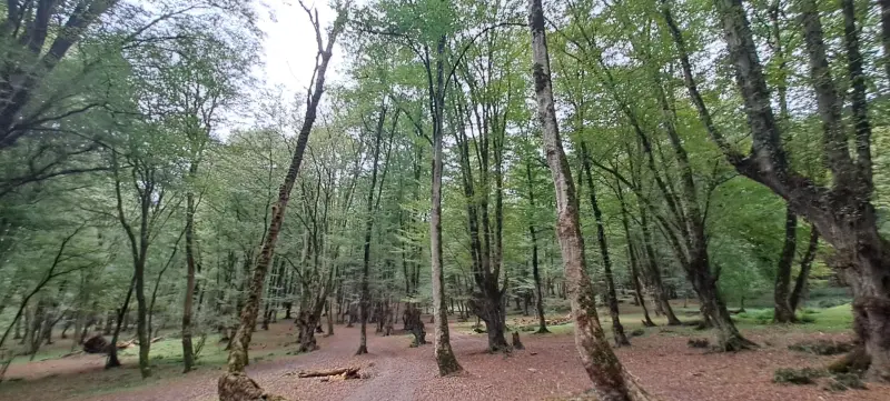 جنگل بلیران - تصویر 9