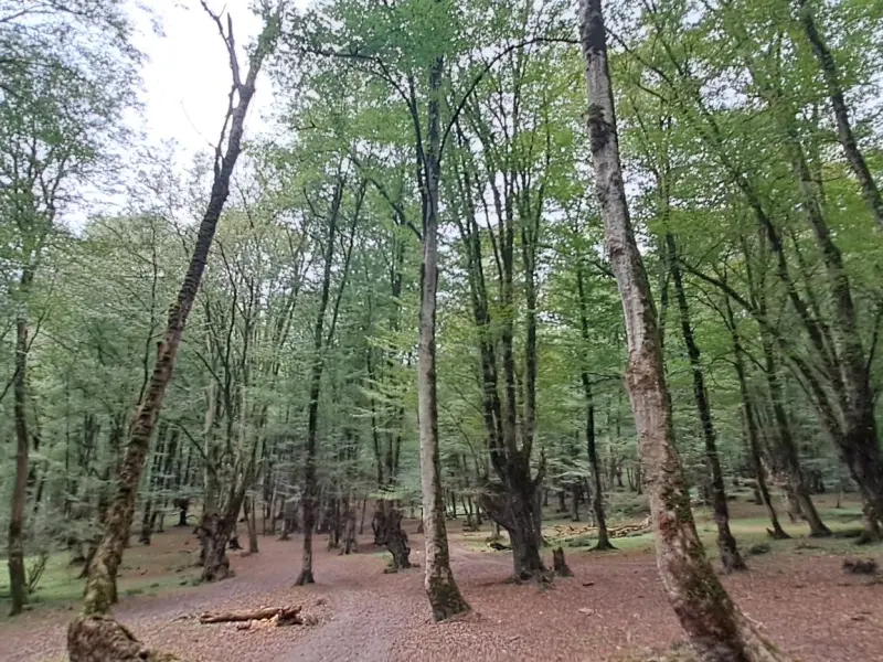 جنگل بلیران - تصویر 9
