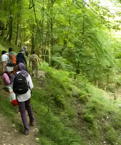 جنگل دانیال، مازندران