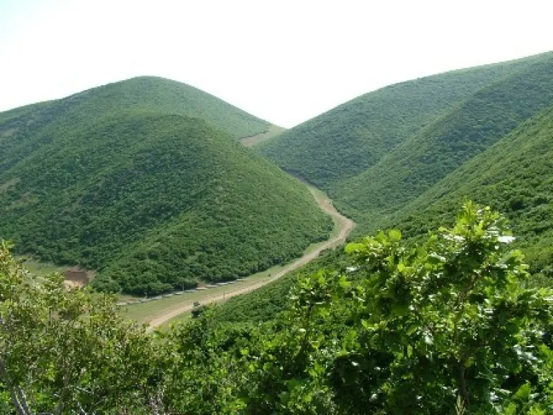 جنگل اندبیل - تصویر 2