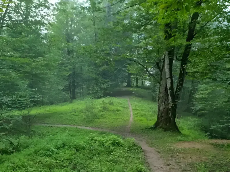 جنگل ولمیست