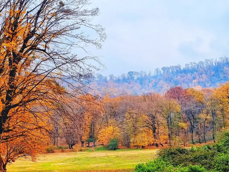 جنگل نرگسی - تصویر 5
