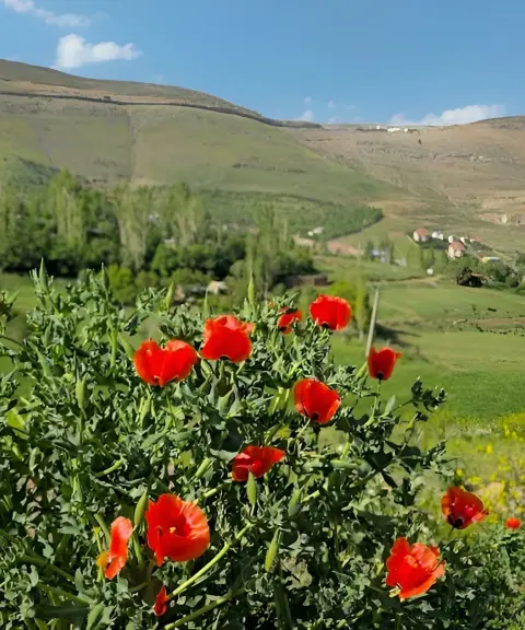 دشت مشا، تهران