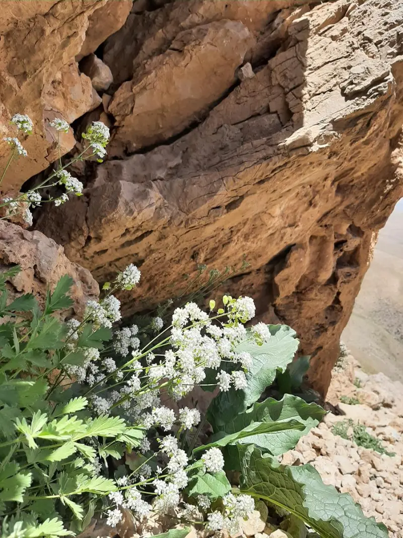 قله کلار چیرو - تصویر 6