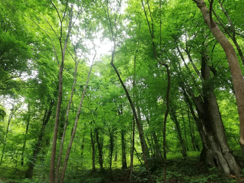 پارک جنگلی رویان