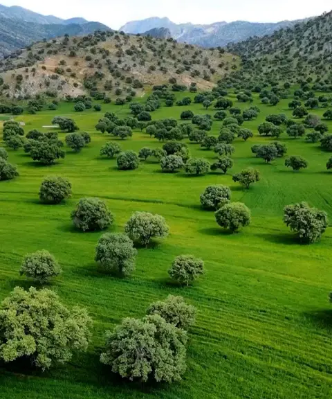 جنگل‌های بلوط استان فارس، فارس
