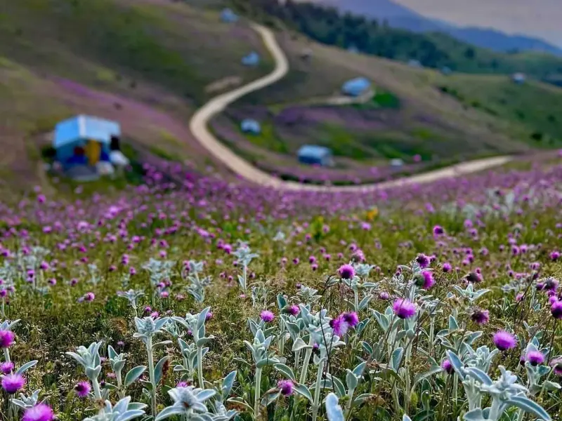 ییلاق سلانسر - تصویر 5