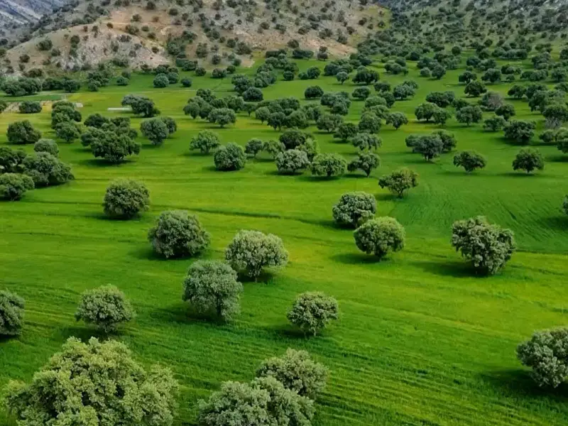 جنگل‌های بلوط استان فارس