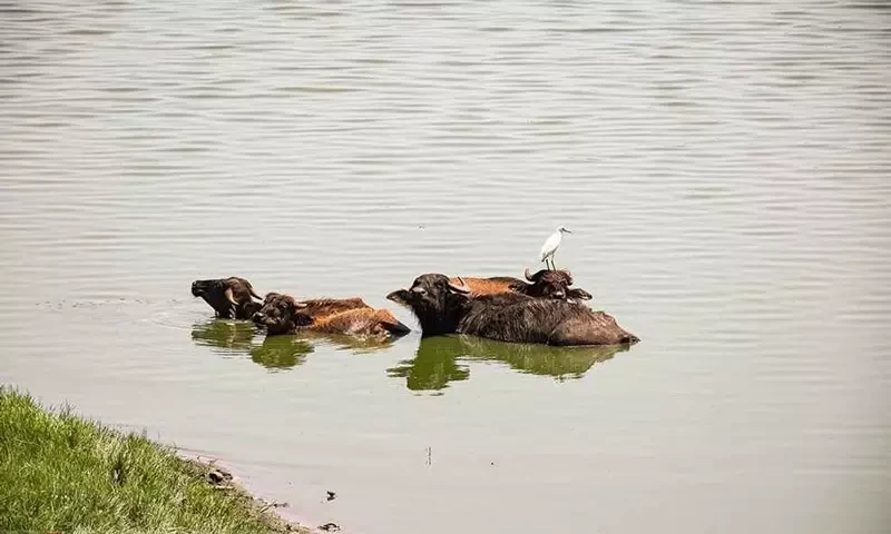 _