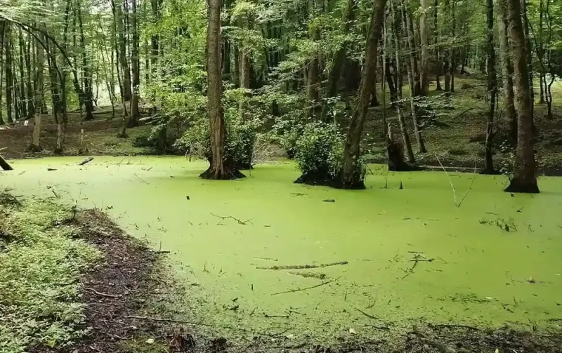 _