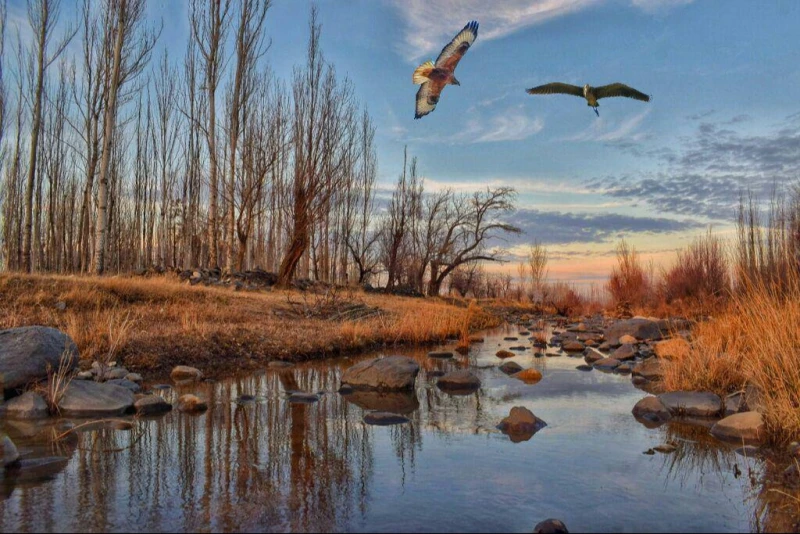 _