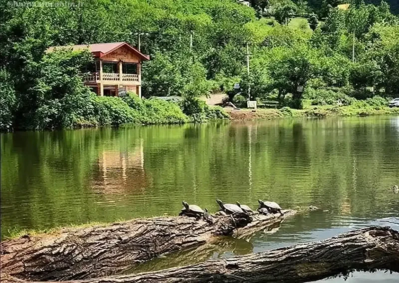 _