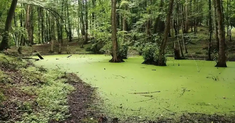 _