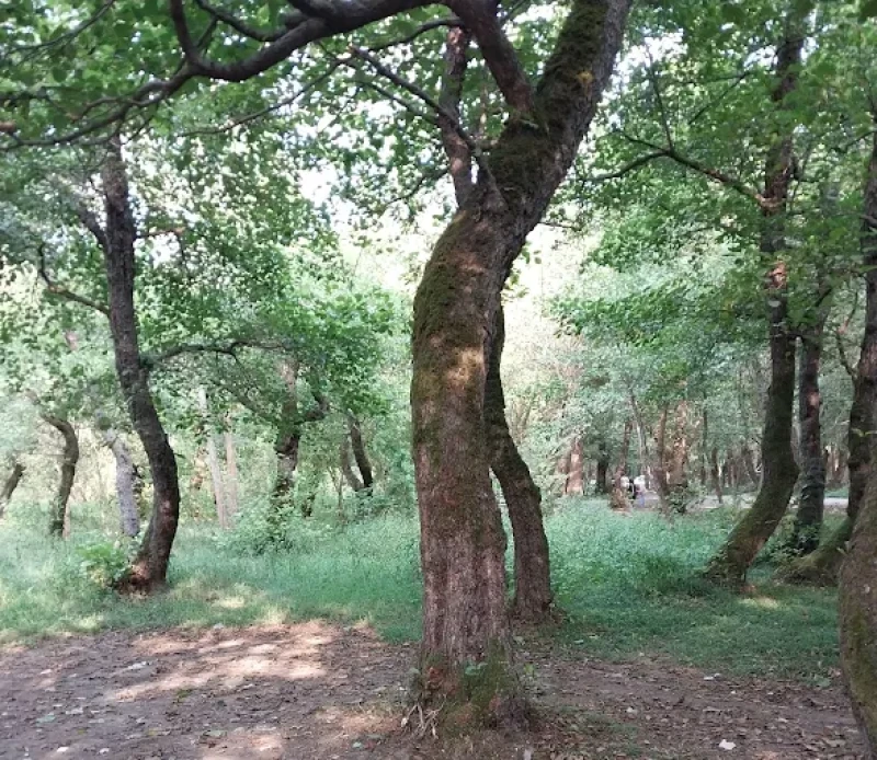 _