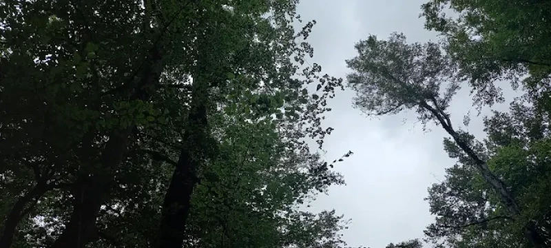 _