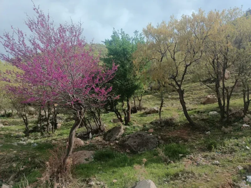 _
