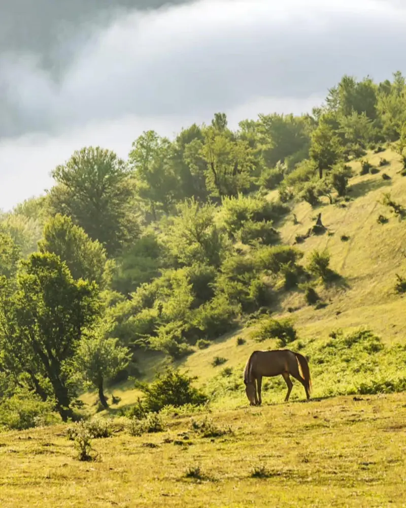 ییلاق پونل - تصویر 13