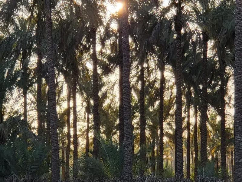 نخلستان آبپخش - تصویر 3