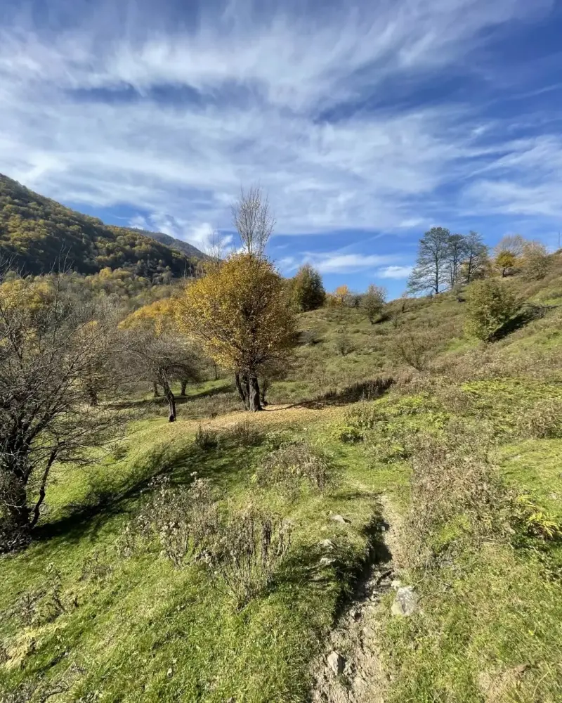 جنگل تیار - تصویر 4