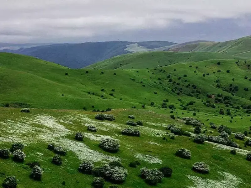 جنگل فندقلو - تصویر 4