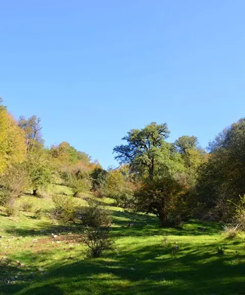 جنگل پاجی، مازندران