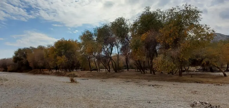 جنگل گلوبردکان - تصویر 4