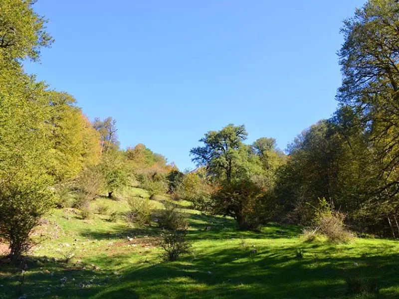 جنگل پاجی